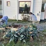 Sequim Gazette file photo by Matthew Nash/ Several baby agave plants remain for Isobel Johnstons cement planter. The agave grew for 28-plus years before sprouting in the summer of 2023 and its stalk falling January 2024. Clallam County Master Gardeners agreed to help remove it due to Johnstons request and so that they could sell some of the baby agaves at their annual benefit plant sale.