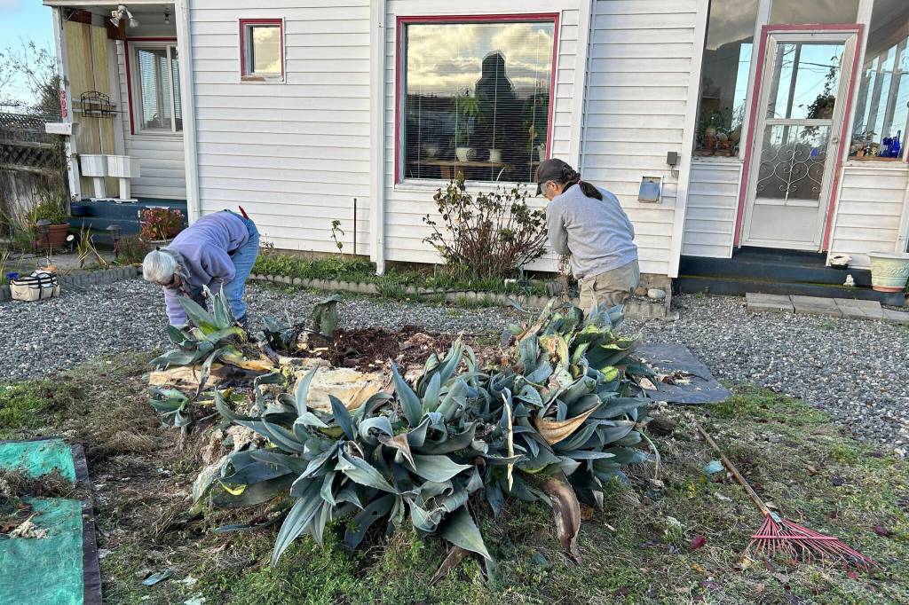 Sequim Gazette file photo by Matthew Nash/ Several baby agave plants remain for Isobel Johnstons cement planter. The agave grew for 28-plus years before sprouting in the summer of 2023 and its stalk falling January 2024. Clallam County Master Gardeners agreed to help remove it due to Johnstons request and so that they could sell some of the baby agaves at their annual benefit plant sale.