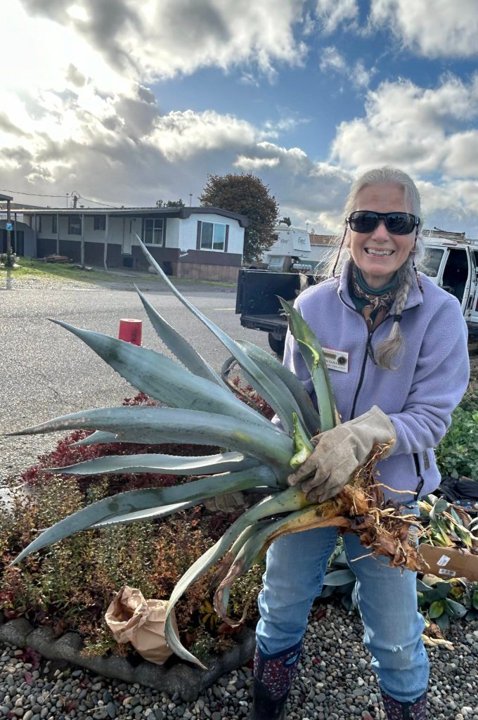 Clallam County Master Gardener JoAnn VanAken shows one of the many baby agave plants they recovered from Isobel Johnstons yard after her original plant grew to 22 feet.
Sequim Gazette photo by Matthew Nash