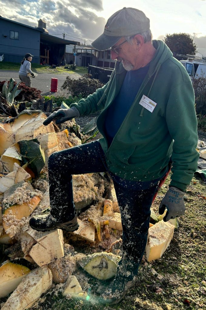 Sequim Gazette file photo by Matthew Nash/ Clallam County Master Gardener Keith Dekker looks at the residue left from his chainsaw after cutting down most of the giant agave plant on Fifth Avenue on Nov. 15.