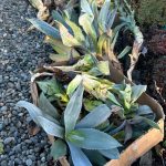 Sequim Gazette file photo by Matthew Nash/ So long as they survive being transplanted from their Fifth Avenue home, many agave plants will go on sale at the Clallam County Master Gardeners benefit plant sale in May 2025.