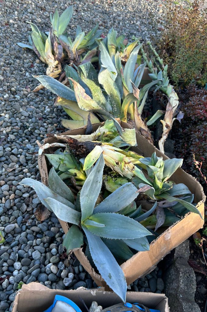 Sequim Gazette file photo by Matthew Nash/ So long as they survive being transplanted from their Fifth Avenue home, many agave plants will go on sale at the Clallam County Master Gardeners benefit plant sale in May 2025.