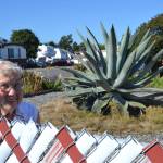 Sequim Gazette file photo by Matthew Nash/ This agave plant, pictured in 2020, was bought 29 years ago by Isobel Johnston when it was about the size of a baseball.