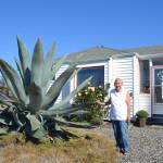 Sequim Gazette file photo by Matthew Nash/ This agave plant, pictured in 2020, was bought 29 years ago by Isobel Johnston when it was about the size of a baseball.