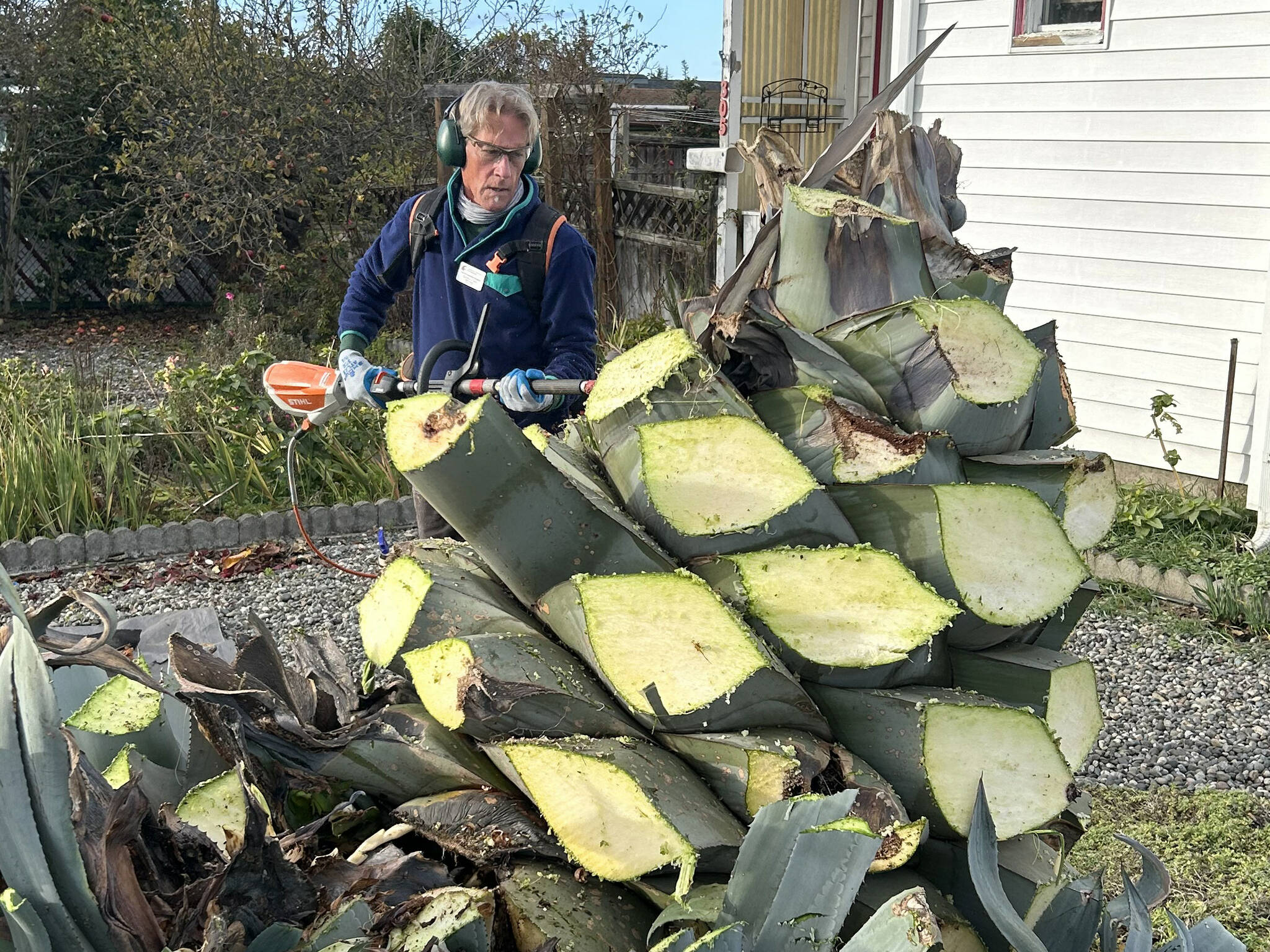 Sequim Gazette photo by Matthew Nash
Clallam County Master Gardener Gordon Clark cuts leaves off Isobel Johnstons agave plant that shes been growing for 28-plus years. She specifically requested Master Gardeners help her remove the plant while keeping at least one for years to come.