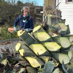 Sequim Gazette photo by Matthew Nash
Clallam County Master Gardener Gordon Clark cuts leaves off Isobel Johnstons agave plant that shes been growing for 28-plus years. She specifically requested Master Gardeners help her remove the plant while keeping at least one for years to come.