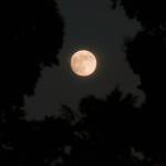 Contributor Bob Lampert shares this photo of the Beaver Moon, Nov. 15, above Sequim. It was the last supermoon of 2024 when the moon is both full and its orbit is closest to Earth.