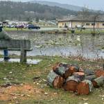 Sequim Gazette photos by Matthew Nash
Prior to high winds from the bomb cyclone storm hitting Sequim on Nov. 19, City of Sequim crews cut down and/or removed some trees around Carrie Blake Community Park to prevent any possible injuries or structures from being damaged.