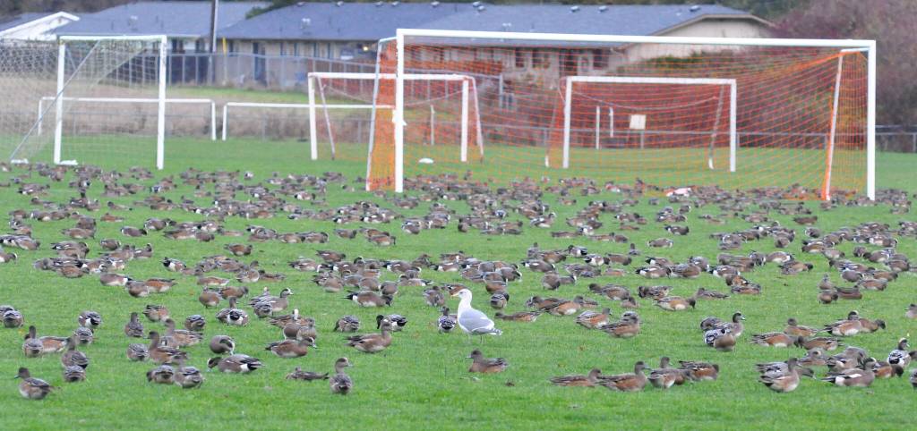 A gull makes its way through a group of wigeons on Nov. 20 in the Albert Haller Playfields after high winds and heavy rains hit Sequim.