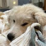 Photo courtesy Welfare for Animals Guild
A puppy named Captain Kirk is being readied for adoption by Welfare for Animals Guild after it was rescued near Kirk Road. An unsecured, makeshift kennel fell out of a truck on U.S. Highway 101 and was struck by another vehicle.