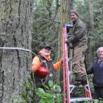 Sequim Gazette photo by Matthew Nash
Nicknamed The Diamond Boys, Randy Long, Michael Beard and Lavon Morris decorate a portion of Diamond Point Road on Nov. 23 for the areas Holiday Lane. Its a great neighborhood. It really is, Beard said.