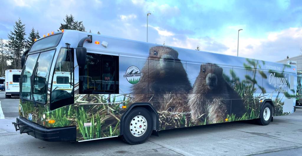 Photo by Paula Hunt, Olympic Peninsula News Group/ John Gussmans photo of marmots is one of the new images he and Becky Stinnett contributed to Clallam Transits designs on four new buses.