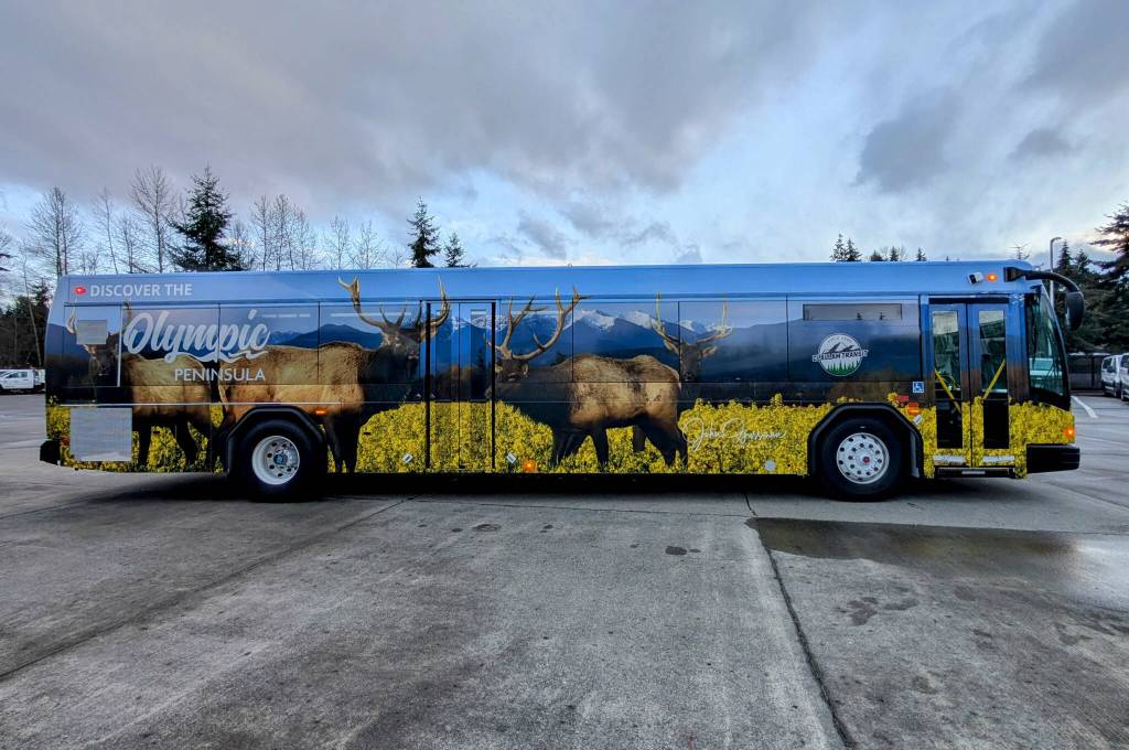 Photo courtesy Clallam Transit/ John Gussmans photo of elk is one of eight images on Clallam Transit buses from him and Port Angeles photographer Becky Stinnett.