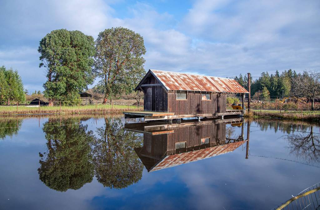 Sequim Gazette photo by Emily Matthiessen/ The pumphouse at Lazy J Tree Farm reflects a calm day before Thanksgiving and the Friday after it, which, owner Steve Johnson says, is usually the busiest day of the U-Cut Christmas farms year.