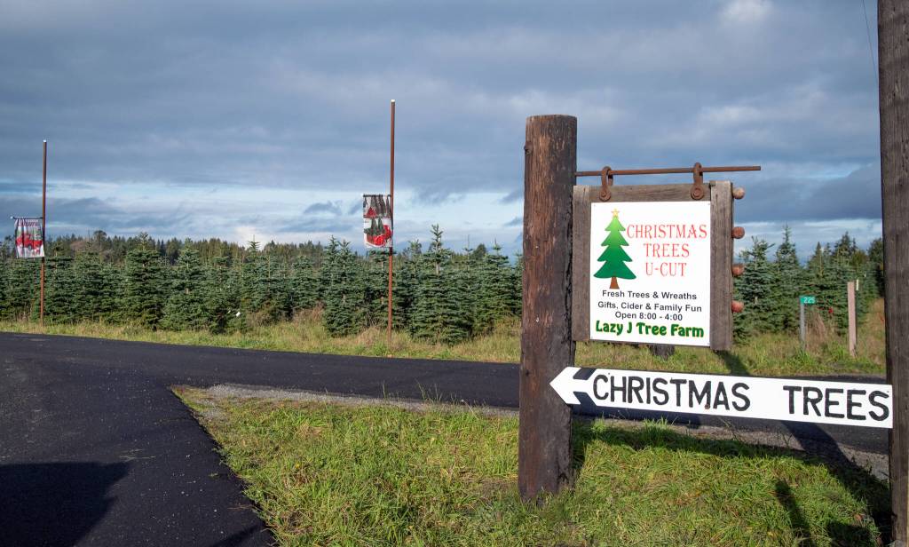 Sequim Gazette photo by Emily Matthiessen/ U-Cut season is in full swing at Lazy J Tree Farm, 225 Gehrke Rd, off Old Olympic Highway.