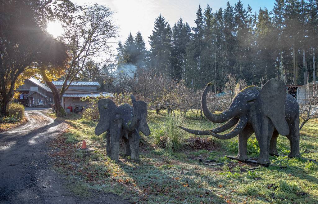 Sequim Gazette photo by Emily Matthiessen/ Large concrete animals, made by artist Donald Miller, stand their ground at a junction of roads at Lazy J Tree Farm.