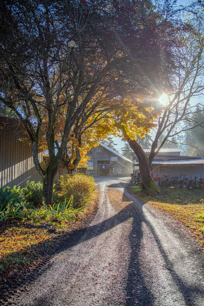 Sequim Gazette photo by Emily Matthiessen/ Winter visitors to Lazy J Tree farm pass through a beautiful set of trees, including a giant Pacific madrone, on their way to the Christmas Barn.