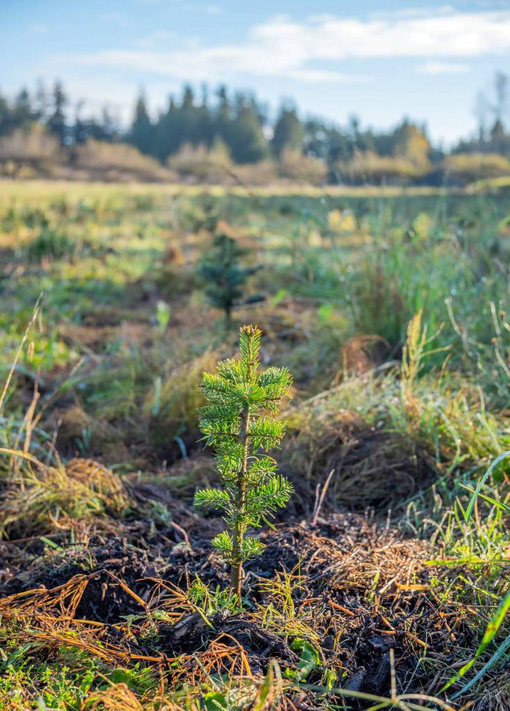 Sequim Gazette photo by Emily Matthiessen/ A two year old fir tree grows in a field at Lazy J Tree farm. Someday it might be a Christmas tree in the home on the Peninsula.
