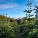 Sequim Gazette photo by Emily Matthiessen/ Graham Johnson turns over compost at the Lazy J Tree Farm.