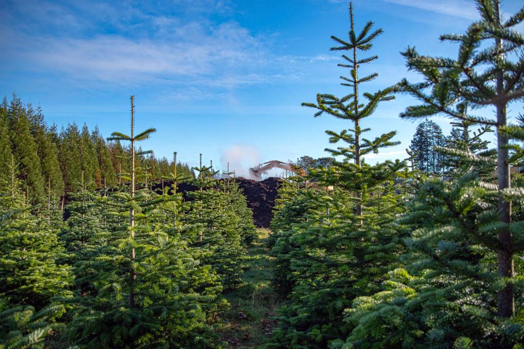 Sequim Gazette photo by Emily Matthiessen/ Graham Johnson turns over compost at the Lazy J Tree Farm.