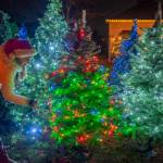 Sequim Gazette photo by Emily Matthiessen
Captain Crystal of Sequim tends to some of the trees in her artificial Christmas tree farm outside her home.