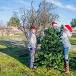 Sequim Gazette photo by Emily Matthiessen
Bob Holt, left, and Jeff Perry help Captain Crystal put up a tree in her yard art project that reuses old artificial Christmas trees to prevent them from being thrown in the landfill. She says she has plenty of room for more and to please put them against the fence in the distance of the picture. T-Posts, too, are very welcome.