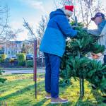 Sequim Gazette photo by Emily Matthiessen/ Jeff Perry, left, and Bob Holt help Captain Crystal put up a tree in her yard art project which reuses old artificial Christmas trees which would otherwise be thrown in the landfill. She says she has plenty of room for more and to please put the against the fence along the side of her driveway. T-Posts, too, are very welcome.