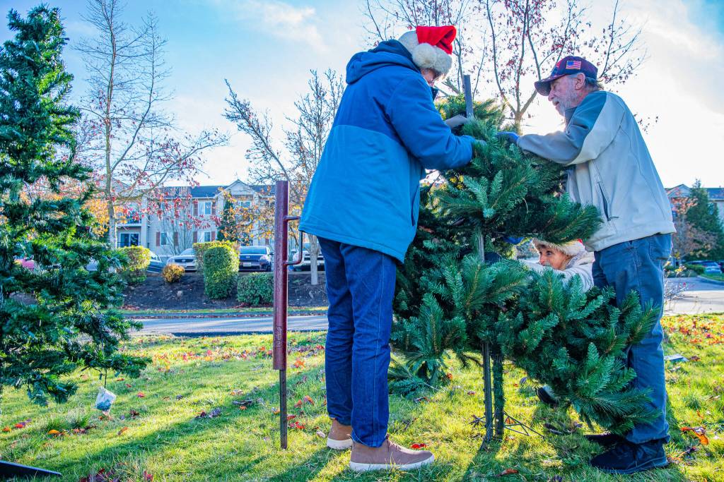 Sequim Gazette photo by Emily Matthiessen/ Jeff Perry, left, and Bob Holt help Captain Crystal put up a tree in her yard art project which reuses old artificial Christmas trees which would otherwise be thrown in the landfill. She says she has plenty of room for more and to please put the against the fence along the side of her driveway. T-Posts, too, are very welcome.