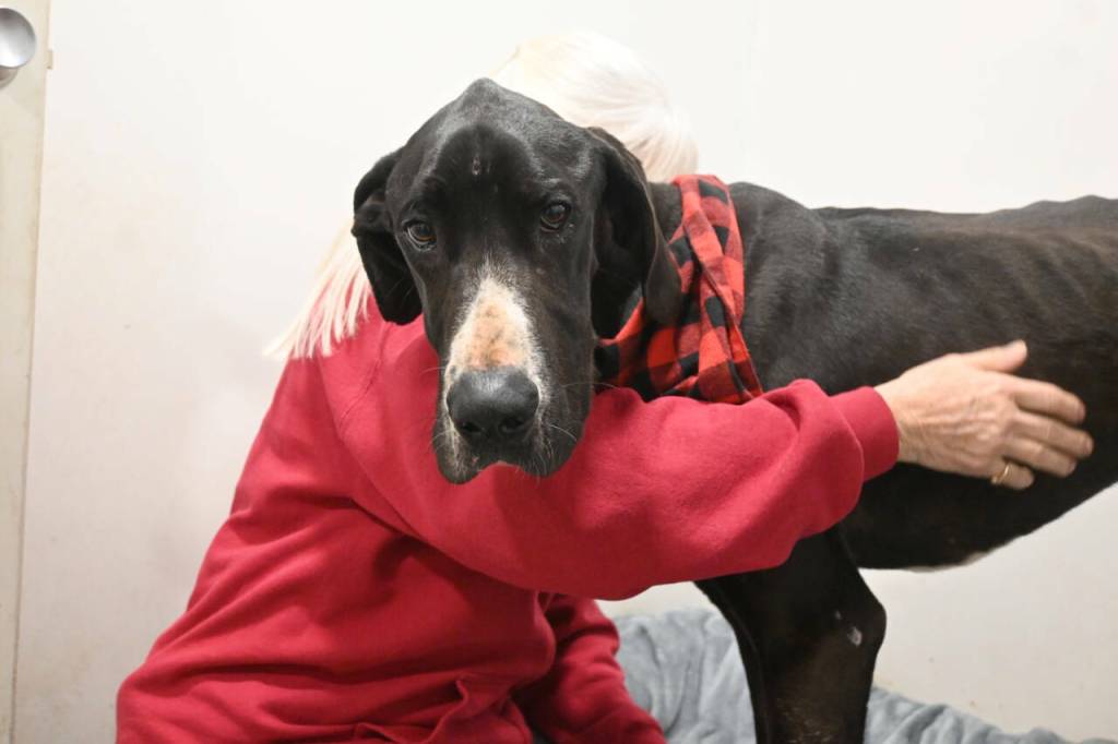 Sequim Gazette file photo by Michael Dashiell 
Barb Brabant, Welfare For Animals Guild (WAG) president, looks over Casey, an estimated 18-month-old Great Dane with severe injuries, at the WAG Half Way Home Ranch in Sequim in February.