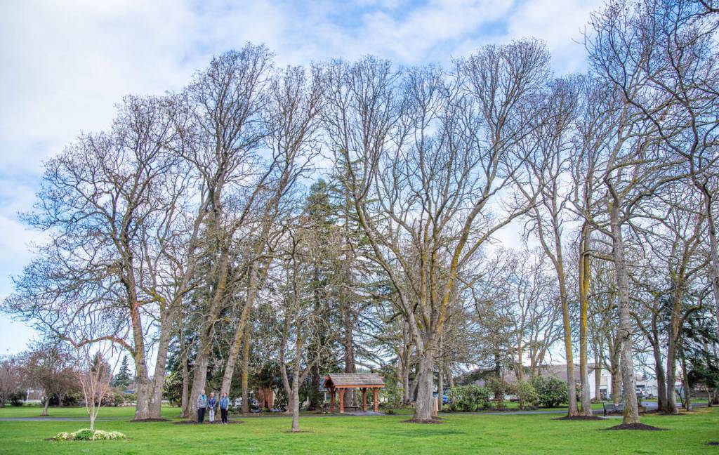 Photo by Emily Matthiessen / Three current members of the Sequim Prairie Garden Club, from left Priscilla Hudson, Vina Winters and Kathy Steichen, stand beneath native white oak, Quercus Garyana, known as Garry Oak. The Garden Club is responsible for clearing a weed and blackberry choked 4 acres of land and transforming it into an arboretum and garden known as the Pioneer Memorial Park over the last 70 years.