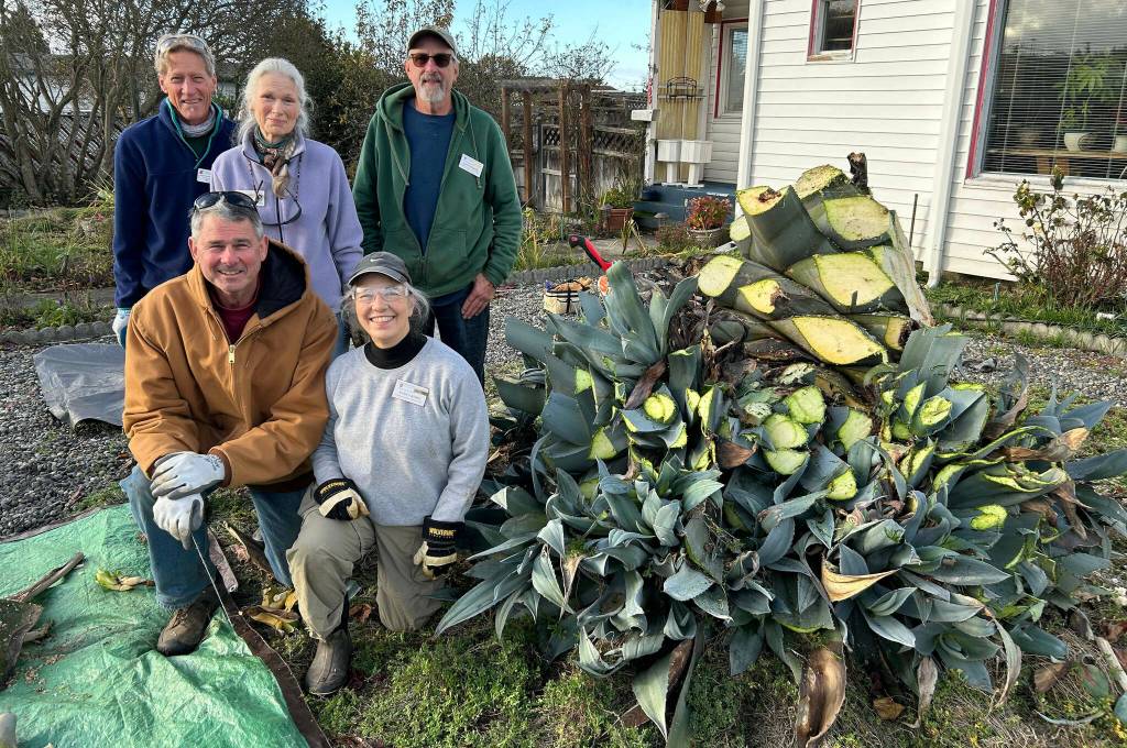 Sequim Gazette file photo by Matthew Nash/ Clallam County Master Gardeners, from top left clockwise, Gordon Clark, JoAnn VanAken, Keith Dekker, Nancy Kohn and Robb Drake helped remove most of the agave plant growing at Isobel Johnstons house for 28 years. Kohn said Master Gardeners dont typically do house calls, but they wanted to see how they could help Johnston especially because she requested them.