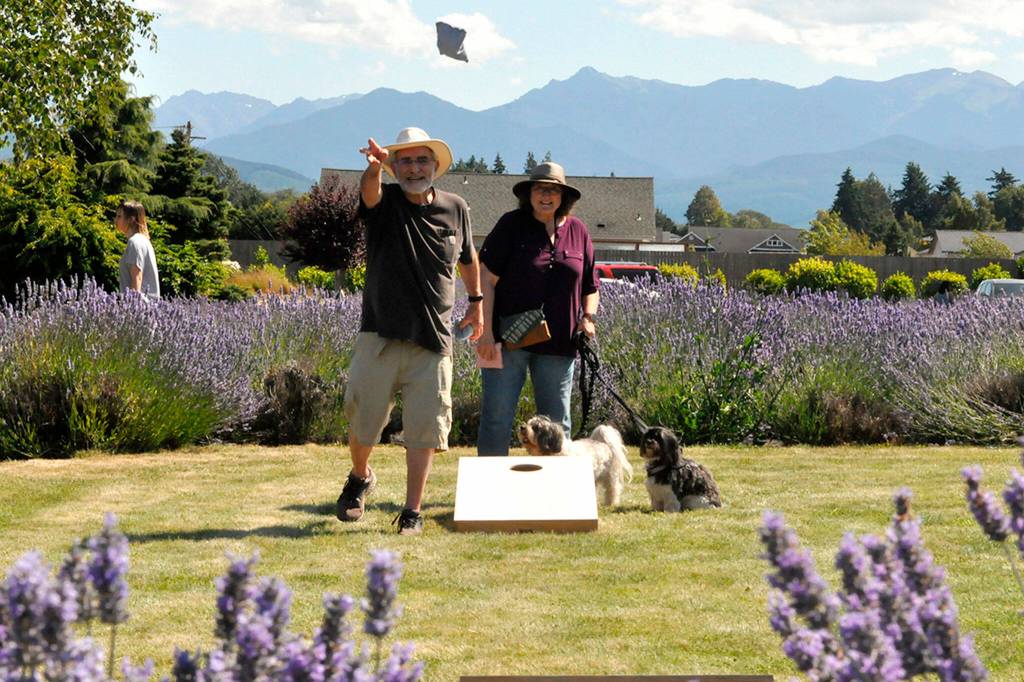 Sequim Gazette photo by Matthew Nash
Steve and Lindee Tollefsen of Everett play a round of cornhole at In Bloom Lavender Farm with their dogs Truman and Wilson watching nearby on July 19. The couple said it was their first time visiting during Sequim Lavender Weekend and they went to a few farms and the Lavender Festival in the Park.