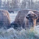 Sequim Gazette photo by Emily Matthiessen
A recent hard frost decorated the bison of the Olympic Game Farm, shown here in a pasture across the road from the drive-through animal sanctuary.
Sequim Gazette photo by Emily Matthiessen/ A hard frost on Monday, Jan. 13 decorated the bison of Olympic Game Farm, shown here in a pasture across the road from the drive-through animal sanctuary.