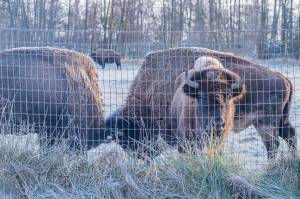 Sequim Gazette photo by Emily Matthiessen
A recent hard frost decorated the bison of the Olympic Game Farm, shown here in a pasture across the road from the drive-through animal sanctuary.
Sequim Gazette photo by Emily Matthiessen/ A hard frost on Monday, Jan. 13 decorated the bison of Olympic Game Farm, shown here in a pasture across the road from the drive-through animal sanctuary.