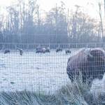 Sequim Gazette photo by Emily Matthiessen/ Frost was on the ground Monday, Jan. 13 at Olympic Game Farm, where bison roam.