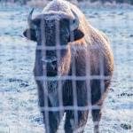 Sequim Gazette photo by Emily Matthiessen
This bison at Olympic Game Farm seems to take the frost in stride on the morning of Jan. 13.
