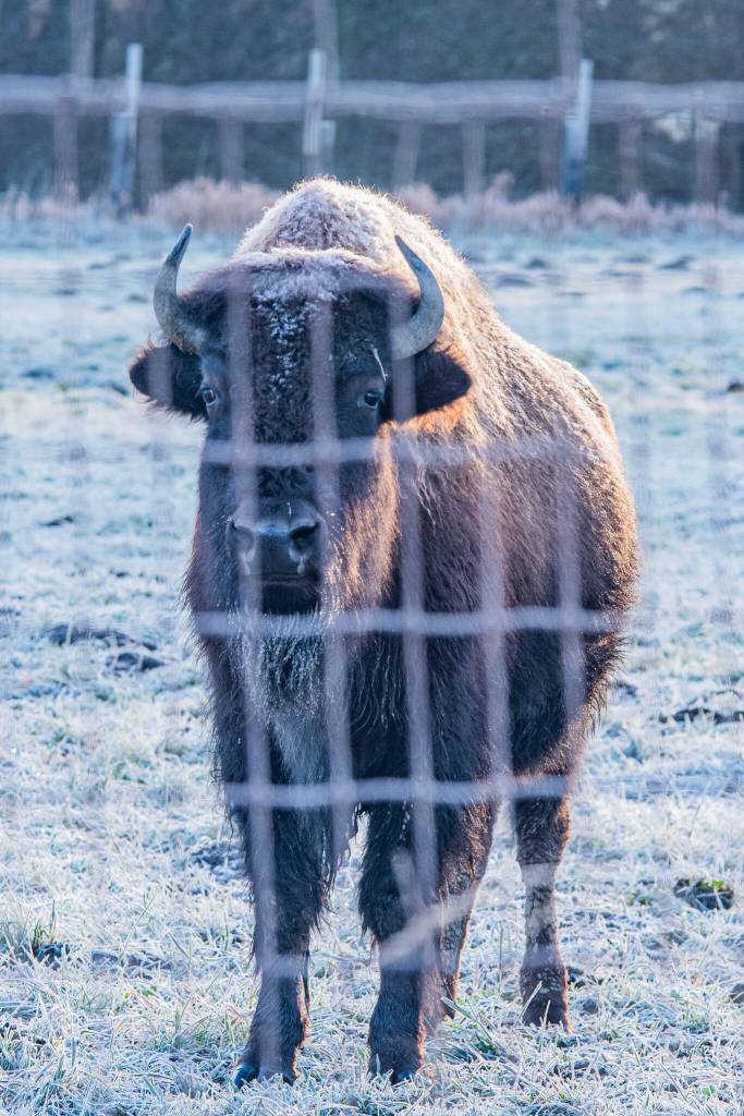 Sequim Gazette photo by Emily Matthiessen
This bison at Olympic Game Farm seems to take the frost in stride on the morning of Jan. 13.