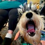 Sequim Gazette photo by Kathy Cruz
Jazmine might emit an occasional yawn, but for residents at Sequim Health and Rehabilitation, life is never dull (or quiet) when the energetic Miniature Schnauzer is around.