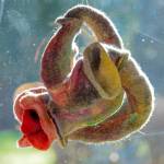 Sequim Gazette photo by Emily Matthiessen
One of Sequim artist Lora Armstrongs felt abstract pieces hangs in a window.