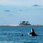 Photo by Dave Shreffler| An orca rises from the water near Goose Island, British Columbia.