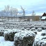 Snow blankets Purple Haze Lavender Farms many lavender plants on Feb. 6.