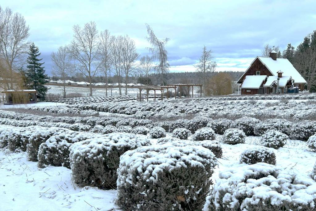 Snow blankets Purple Haze Lavender Farms many lavender plants on Feb. 6.