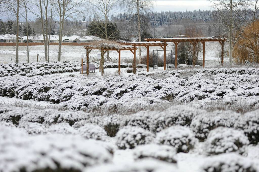 Snow blankets Purple Haze Lavender Farms many lavender plants on Feb. 6.