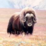 The Wests saw Muskoxen on Wrangel Island, Siberia.