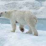 Photo courtesy of Leslie Saxon West| Leslie Saxon West and her husband Alan West saw 100 polar bears on their travels.