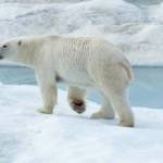 Photo courtesy of Leslie Saxon West| Leslie Saxon West and her husband Alan West saw 100 polar bears on their travels.