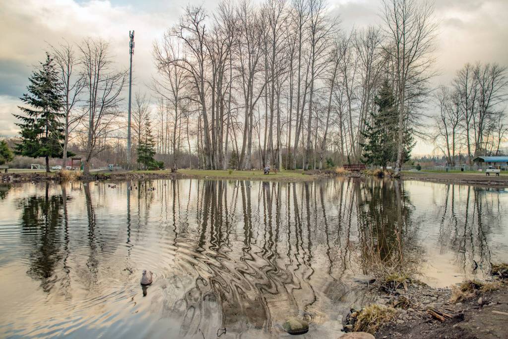 Sequim Gazette photo by Emily Matthiessen/ The pond at Carrie Blake park, usually filled with ducks, is mostly empty during the Sunshine Festival.