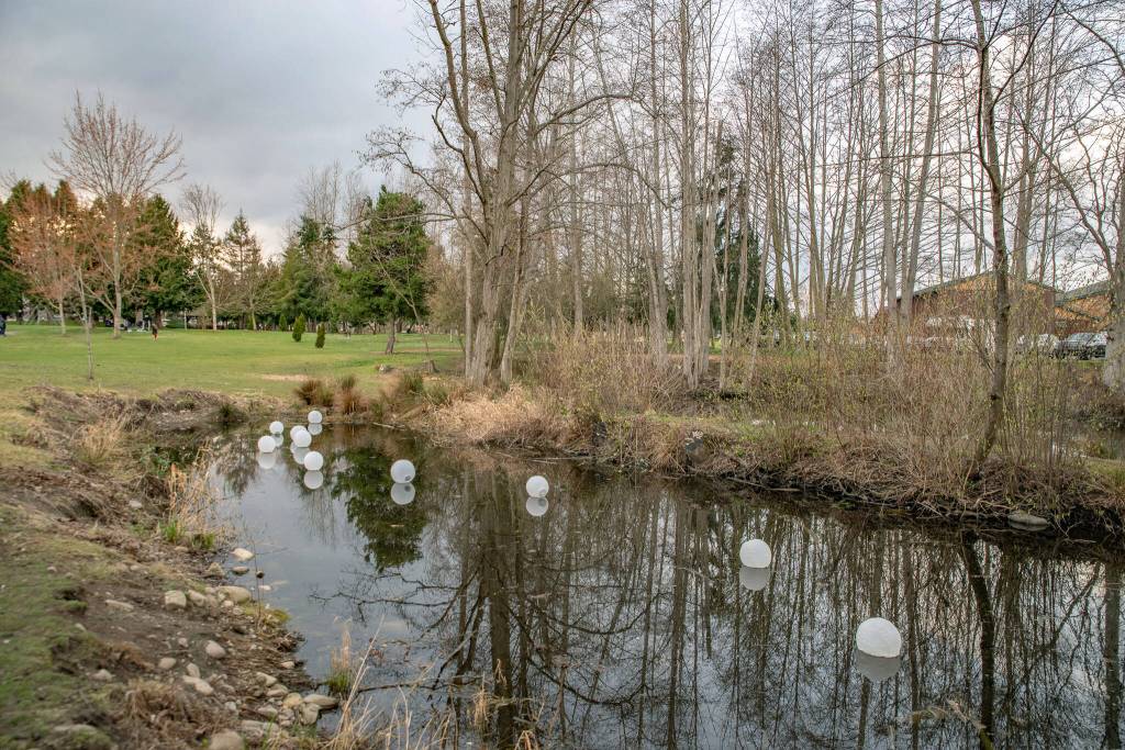 Sequim Gazette photo by Emily Matthiessen/ A pond at Carrie Blake Park is decorated with floating lanterns during Sequim's Sunshine Festival.