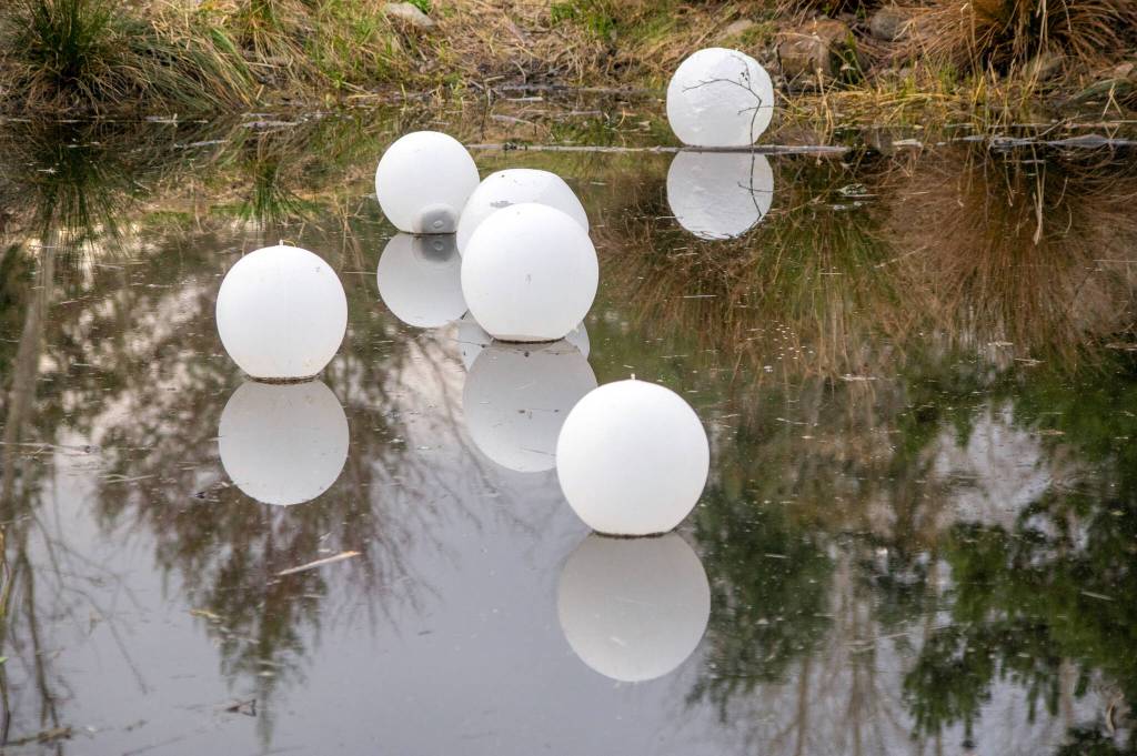 Sequim Gazette photo by Emily Matthiessen/ Decorative lanterns in the pond at the Sunshine Festival.