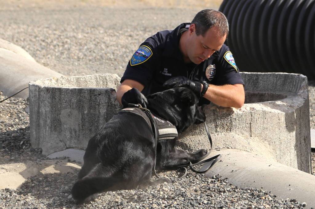 Photo courtesy Sequim Police Department
Mamba, seen here at her training with Sequim Police Officer Paul Dailidenas more than seven years ago, was trained in tracking and apprehension, building searches, evidence searches, and handler protection. They completed 400 hours of training.